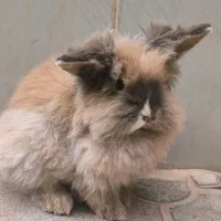 خرگوش لوپ نژاد هلندی