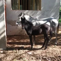 کره اسب خوشگل و آرام