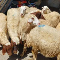 گوسفند داشتی آبستن جوان شک