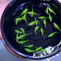 انواع ماهی تک و عمده ،تکثیر ، برای عید ، اکواریوم