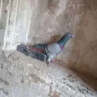 سبز پلاکی