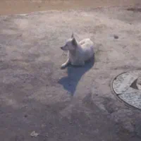 واگذاری سگ|سگ|همدان, |دیوار