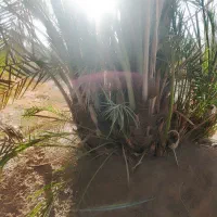 پاجوش نخل|گل و گیاه طبیعی|شادگان, |دیوار