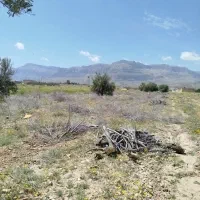 خرید وبرش چوب