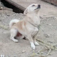 سگ پامر روباهی