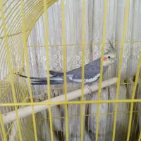 عروس هلندی نر