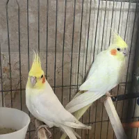 عروس هلندی و گرینچیک|پرنده|ساوه, |دیوار
