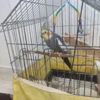 عروس هلندی نر سخنگو