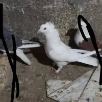 کفتر|پرنده|زارچ, |دیوار