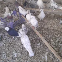 ۱۵ عدد کبوتر|پرنده|کرج, کمال‌شهر|دیوار