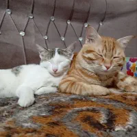 واگذاری گربه|گربه|ساوه, |دیوار