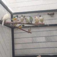 فنچ گلدین|پرنده|بهبهان, |دیوار