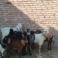 ۹ عدد بزغاله ماده دوقلو وسه قلو جنس خوب|حیوانات مزرعه|خواجه, |دیوار