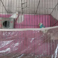 دو جفت مرغ عشق جفتی ۲۴۰