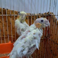عروس هلندی
