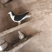 کبوتر چپی وسینه ای