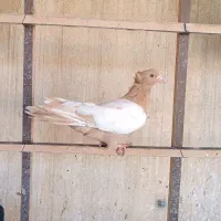 4 عدد کفتر رنگی سینه ای مهر|پرنده|قرچک, مهدیه|دیوار