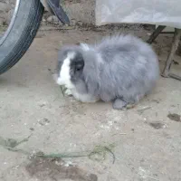 خرگوش لوپ نر|موش و خرگوش|علیآباد کتول, |دیوار