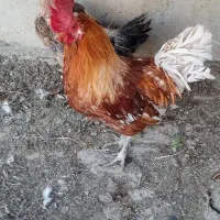 خروس سرحال باب قربونی