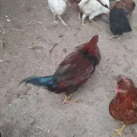 فروش جوجه بوقلمون  جوجه مرغ ۳ ماهه|حیوانات مزرعه|اسالم, |دیوار