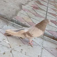 کبوتر