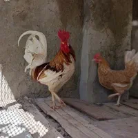 مرغ و خروس محلی جزیره