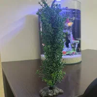 درختچه وسنگ بزرگ مشکی