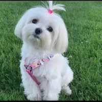 توله سگ های کوچولو موچولو خواستنی|سگ|باغستان, |دیوار