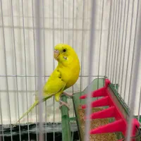 مرغ عشق ماده و نر|پرنده|مریوان, |دیوار