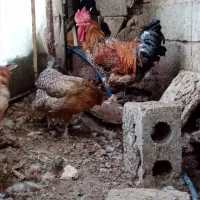 خروس