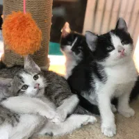 واگذاری بچه گربه دی اس اچ|گربه|تهران, جنتآباد مرکزی|دیوار