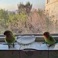 طوطی برزیلی دستی|پرنده|تهران, والفجر (افسریه)|دیوار