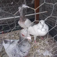کفتر|پرنده|چناران, |دیوار