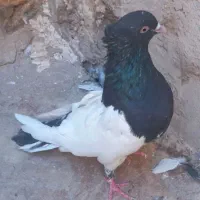 حیوانات|پرنده|شوشتر, |دیوار