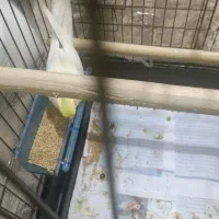 عروس هلندی|پرنده|گلستان (تهران), |دیوار