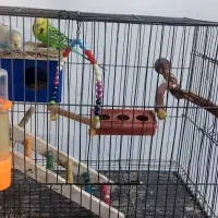 مرغ عشق|پرنده|خوی, |دیوار