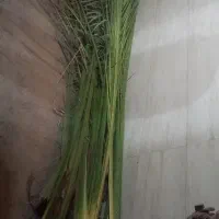 نخل بریده شده ۶متری