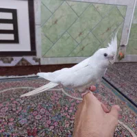 عروس هلندی ماده بالغ دستی البینو چشم قرمز