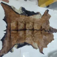 پوست بز درحدنو به قیمت 1200000تومان به فروش میرسد
