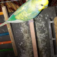 مرغ عشق با قفس و جوجه|پرنده|کرج, خرمدشت|دیوار