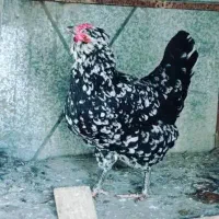 تخم مرغ نطف دار