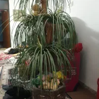 درخت نخل مصنوعی|گل مصنوعی|اهواز, زندوکیلی|دیوار