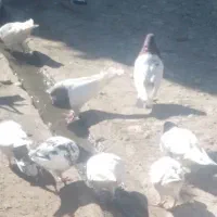 ۴۰عدد کبوتر کله ای