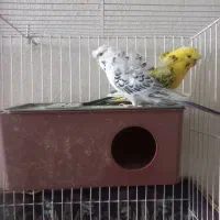 جفت مرغ عشق پروانه ای