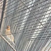 سهره یک ماه قفس نرو یک سهره قناری نر|پرنده|کنگاور, |دیوار