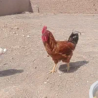 ۳ عدد خروس جوان