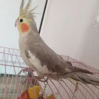 طوطی عروس ماده