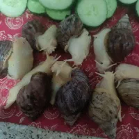 حلزون مولد اچاتینا و البینو تخم گذار