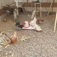 تعدادی مرغ خروس بوقلمون|حیوانات مزرعه|قزوین, |دیوار