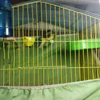 پرنده سرای طلایی